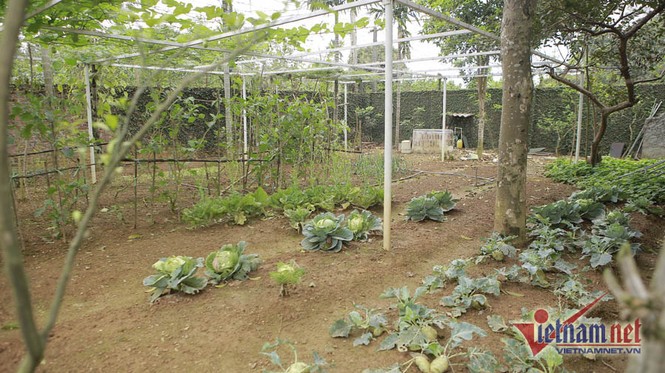 NSND Thanh Hoa rời thành phố, về ở nhà vườn rộng 1000m2 đẹp như mơ - ảnh 3