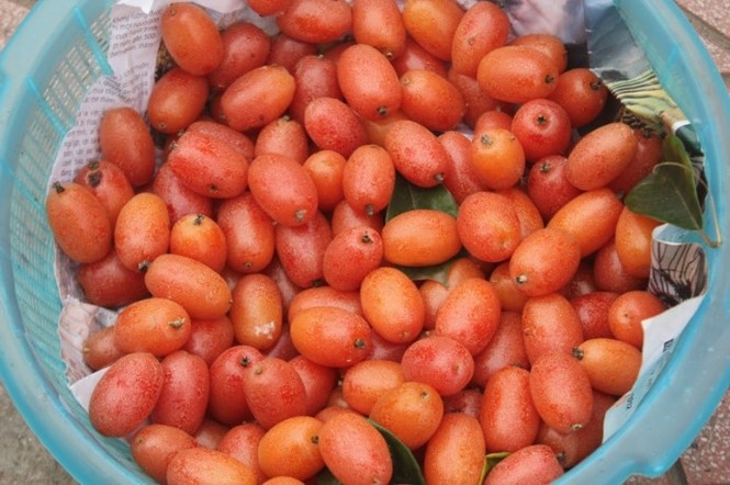 công dụng của quả nhót - ảnh 1