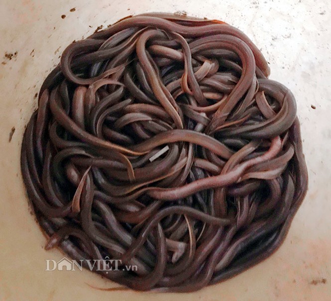 Tuyệt kỹ dụ lươn của 'thợ săn' Hà Tĩnh - ảnh 1