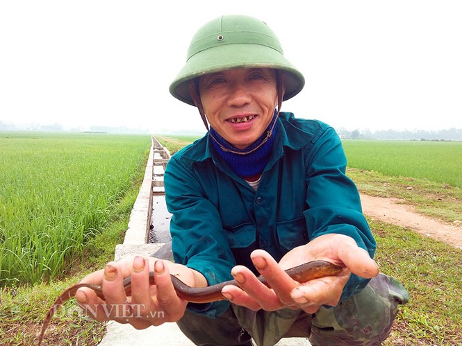 Tuyệt kỹ dụ lươn của 'thợ săn' Hà Tĩnh - ảnh 2