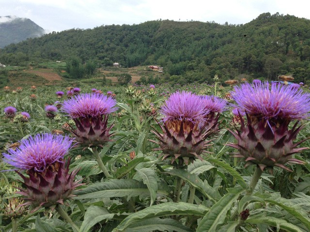 Sapa - ảnh 2