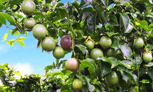 Hoàng Anh Gia Lai giảm lãi hơn 660 tỷ đồng sau kiểm toán - ảnh 1