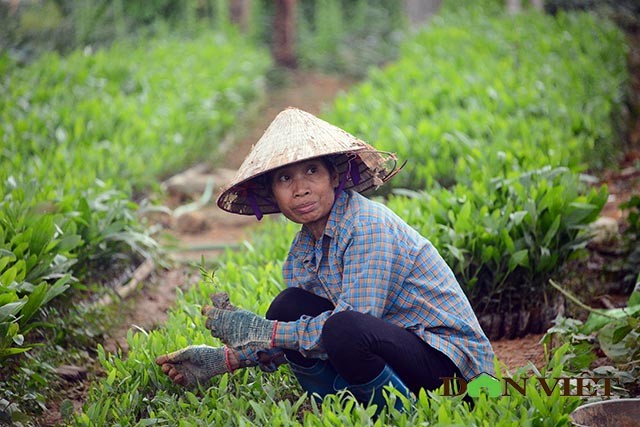 “Làng Hà Tây” bị bỏ hoang, tiêu điều giữa vùng biên giới - ảnh 5 “Làng Hà Tây” bị bỏ hoang, tiêu điều giữa vùng biên giới - ảnh 5
