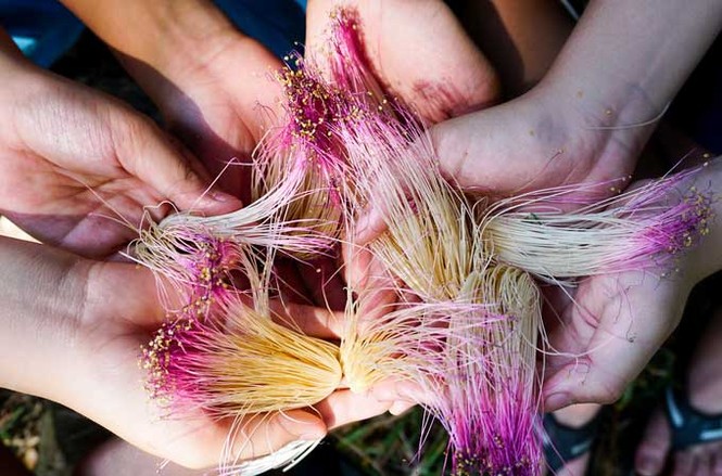 Cây bàng vuông 16 năm tuổi ở Sài Gòn vào mùa nở hoa - ảnh 4