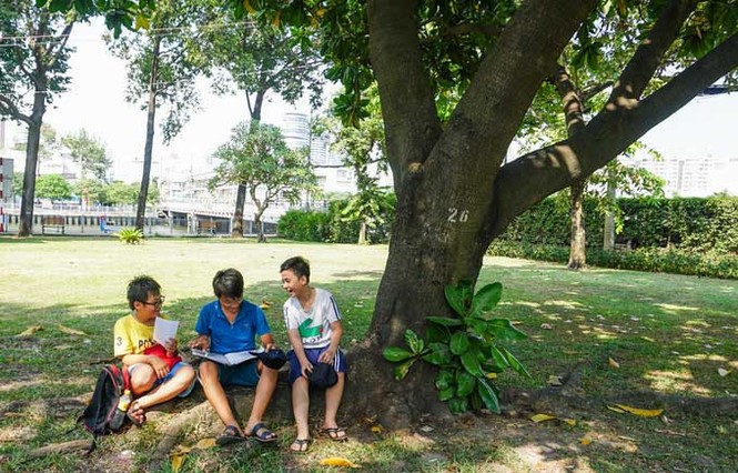 Cây bàng vuông 16 năm tuổi ở Sài Gòn vào mùa nở hoa - ảnh 9