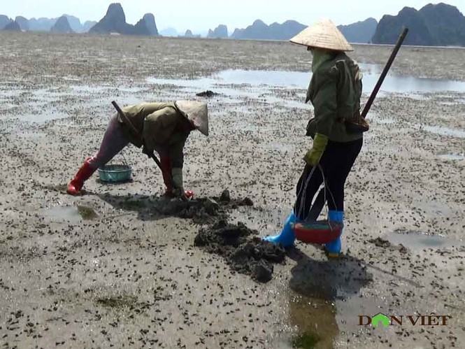 Theo chân ngư dân Vân Đồn đi đào sá sùng, kiếm 1 triệu/ngày - ảnh 3
