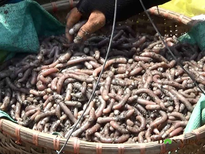 Theo chân ngư dân Vân Đồn đi đào sá sùng, kiếm 1 triệu/ngày - ảnh 6