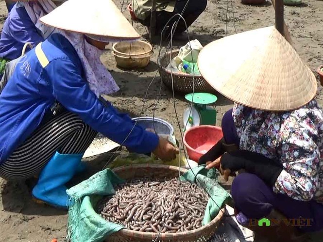 Theo chân ngư dân Vân Đồn đi đào sá sùng, kiếm 1 triệu/ngày - ảnh 7