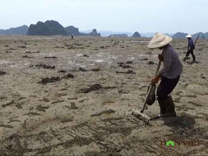 Theo chân ngư dân Vân Đồn đi đào sá sùng, kiếm 1 triệu/ngày - ảnh 8