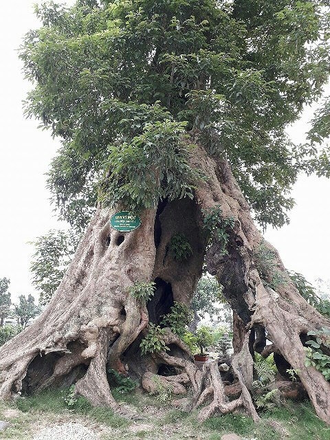 Kiểm tra tổ hợp vui chơi, ẩm thực hoành tráng trên đất nông nghiệp - ảnh 2