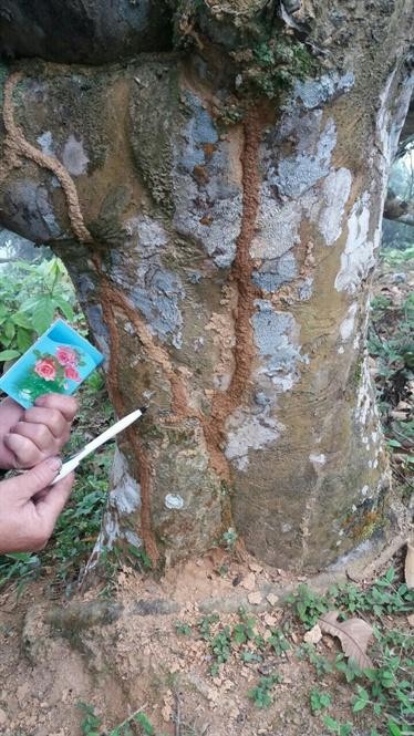 'Báu vật' Suối Giàng bị đe dọa bởi loài mối bé như đầu tăm - ảnh 2