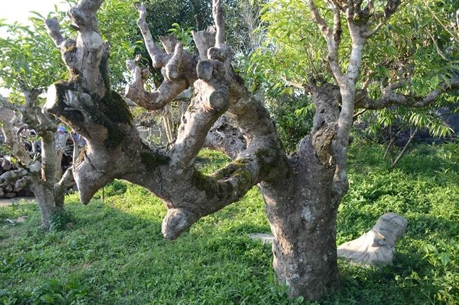'Báu vật' Suối Giàng bị đe dọa bởi loài mối bé như đầu tăm - ảnh 1
