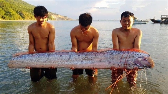 Cá mái chèo dài 3 mét bơi vào bờ biển Hà Tĩnh - ảnh 2