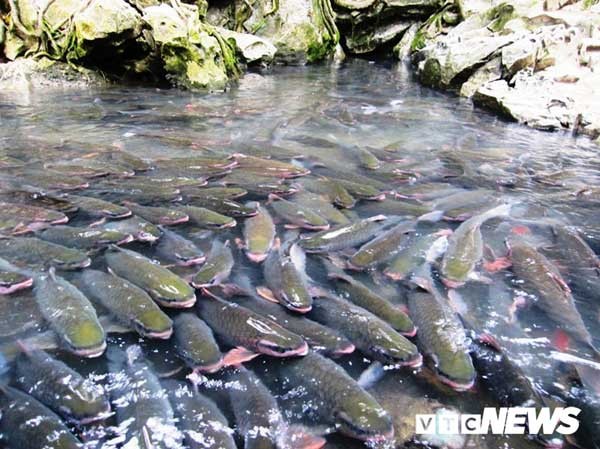 Giải mã loài cá khiến toàn dân miền tây Thanh Hóa coi trọng như thần - ảnh 2