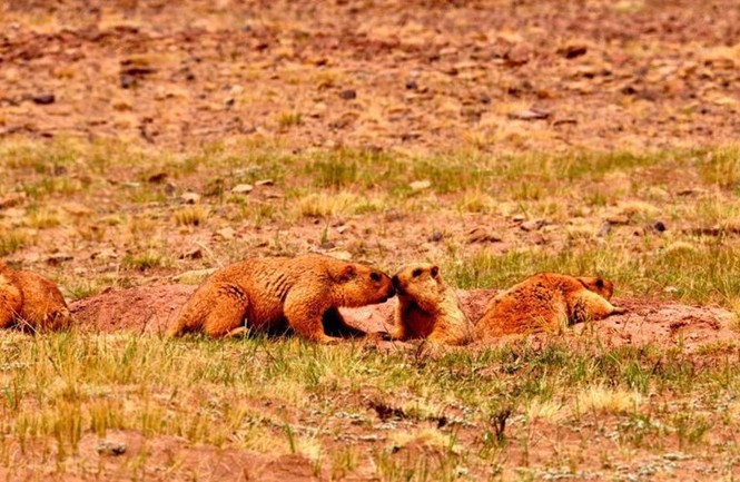 Hạn hán, sóc marmot 'nắm chặt tay nhau' vượt khó khăn - ảnh 1
