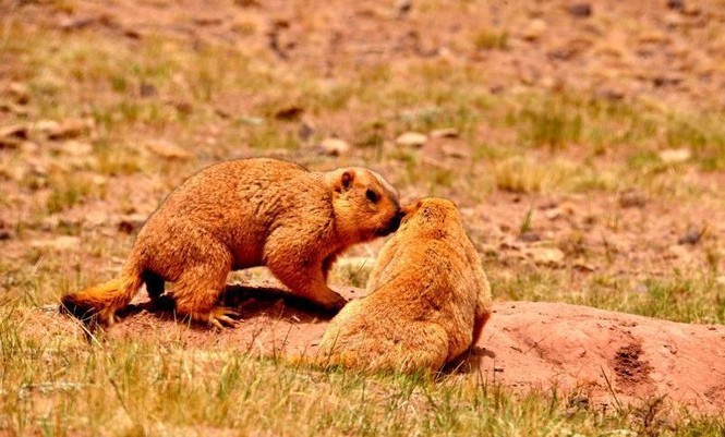 Hạn hán, sóc marmot 'nắm chặt tay nhau' vượt khó khăn - ảnh 2