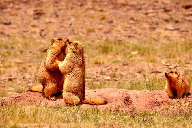 Hạn hán, sóc marmot 'nắm chặt tay nhau' vượt khó khăn - ảnh 3