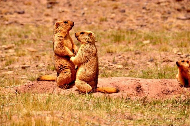 Hạn hán, sóc marmot 'nắm chặt tay nhau' vượt khó khăn - ảnh 5