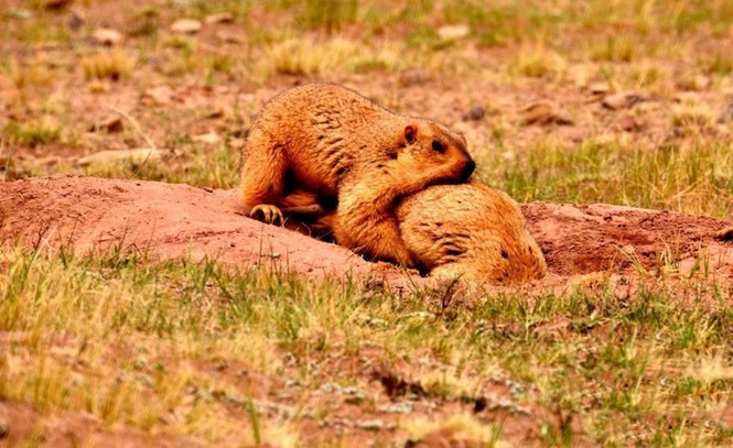 Hạn hán, sóc marmot 'nắm chặt tay nhau' vượt khó khăn - ảnh 6