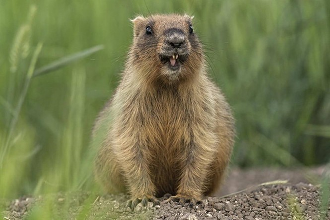 Hạn hán, sóc marmot 'nắm chặt tay nhau' vượt khó khăn - ảnh 7