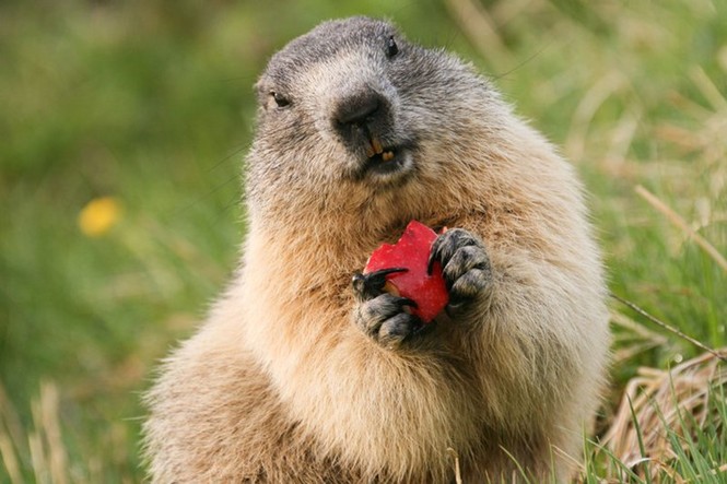 Hạn hán, sóc marmot 'nắm chặt tay nhau' vượt khó khăn - ảnh 8