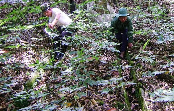 Chủ tịch huyện tiết lộ nhà đại gia trên núi có 500 tỷ đồng - ảnh 1