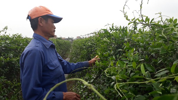 Đổ xô mua thảo dược trị tiểu đường: Rước độc vào thân có ngày - ảnh 2