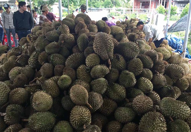 Chuyện lạ: Sầu riêng 19.000 đồng/kg, dân ùn ùn kéo đến ăn thả ga - ảnh 1