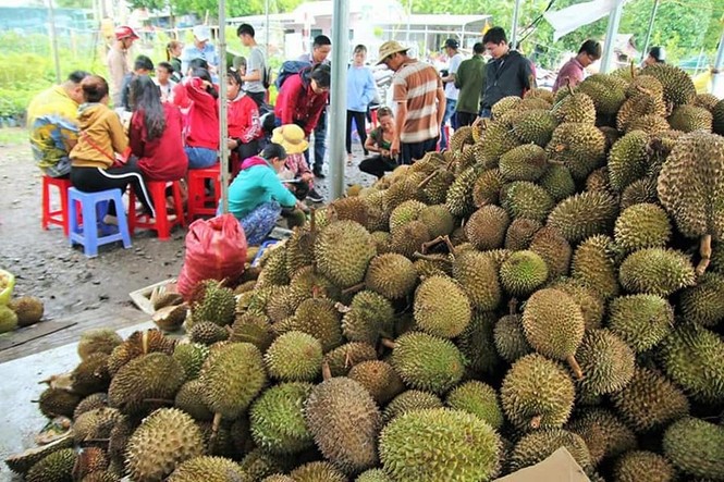 Chuyện lạ: Sầu riêng 19.000 đồng/kg, dân ùn ùn kéo đến ăn thả ga - ảnh 2