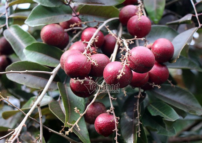 'Lộc trời' nhãn tím chỉ có ở Việt Nam - ảnh 11
