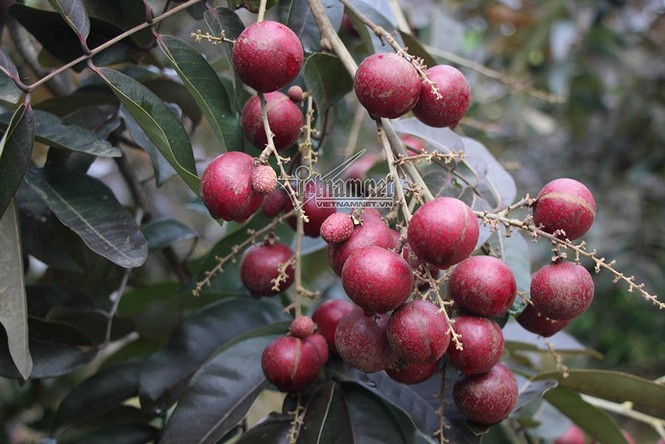 'Lộc trời' nhãn tím chỉ có ở Việt Nam - ảnh 3