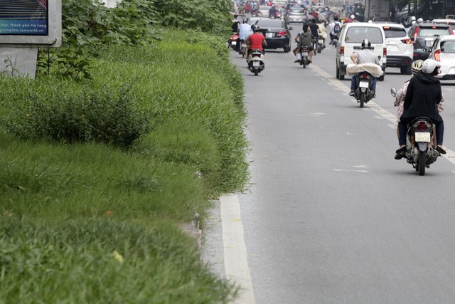 Hà Nội: Cây dại mọc như ở bãi hoang giữa phố Giảng Võ - ảnh 10