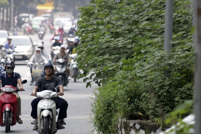 Hà Nội: Cây dại mọc như ở bãi hoang giữa phố Giảng Võ - ảnh 2