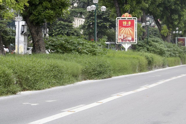 Hà Nội: Cây dại mọc như ở bãi hoang giữa phố Giảng Võ - ảnh 4