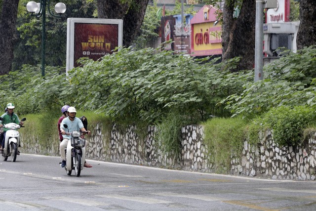 Hà Nội: Cây dại mọc như ở bãi hoang giữa phố Giảng Võ - ảnh 5