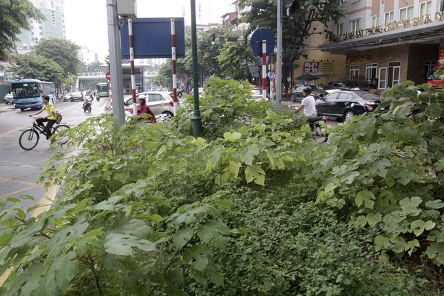 Hà Nội: Cây dại mọc như ở bãi hoang giữa phố Giảng Võ - ảnh 6