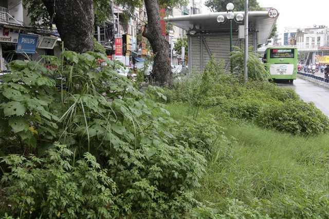 Hà Nội: Cây dại mọc như ở bãi hoang giữa phố Giảng Võ - ảnh 7