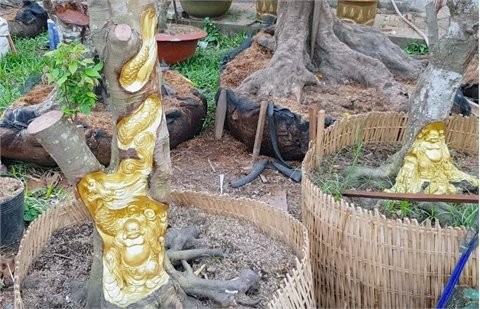 Kỳ lạ Miền Tây: Tượng Phật Di Lặc hiện hình trên cây khế già - ảnh 7