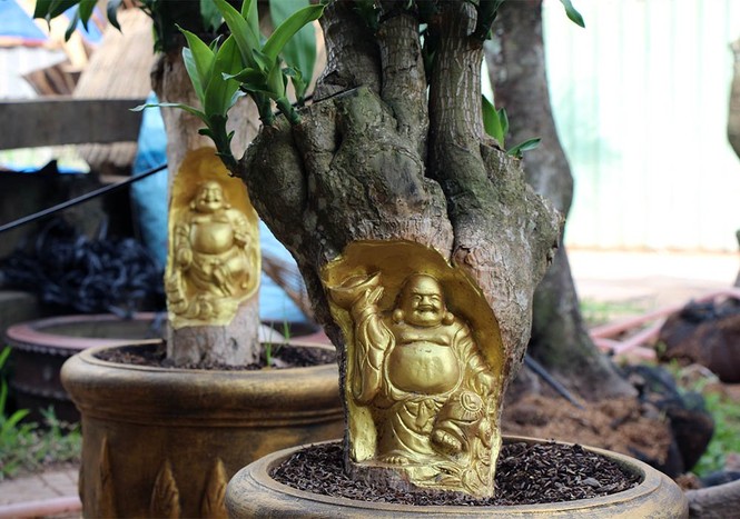 Kỳ lạ Miền Tây: Tượng Phật Di Lặc hiện hình trên cây khế già - ảnh 5
