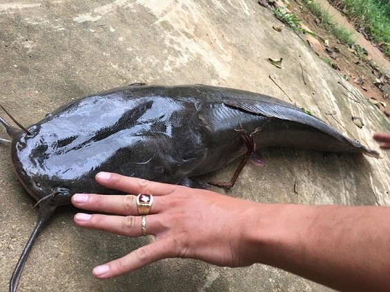 Cần thủ kể chuyện vật lộn tóm cá trê 'khủng' dài 1m, nặng gần 10kg - ảnh 2