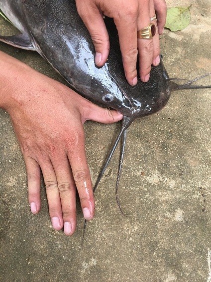 Cần thủ kể chuyện vật lộn tóm cá trê 'khủng' dài 1m, nặng gần 10kg - ảnh 3