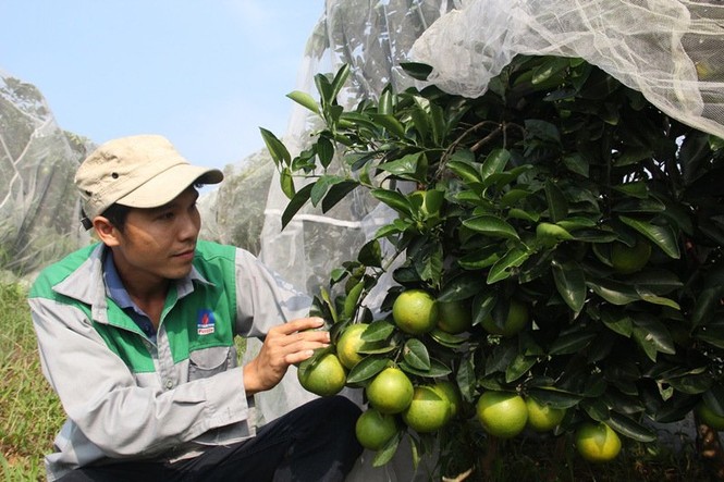 Chuyện lạ: Vườn cây chục tỷ đồng được mắc màn bảo vệ giữa rừng sâu - ảnh 9