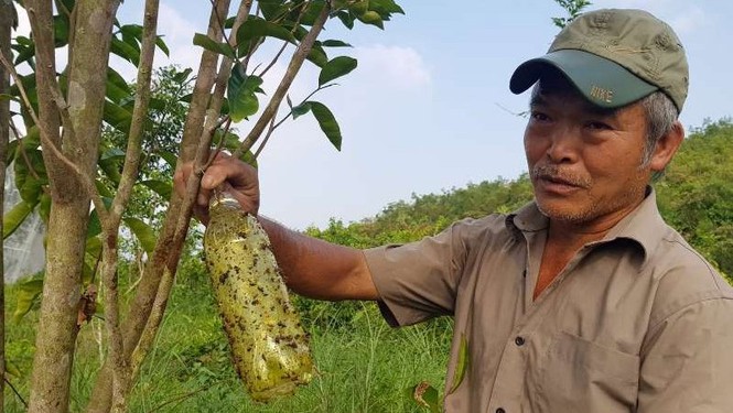 Chuyện lạ: Vườn cây chục tỷ đồng được mắc màn bảo vệ giữa rừng sâu - ảnh 12