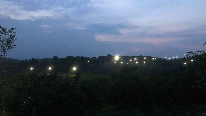 Chuyện lạ: Vườn cây chục tỷ đồng được mắc màn bảo vệ giữa rừng sâu - ảnh 13