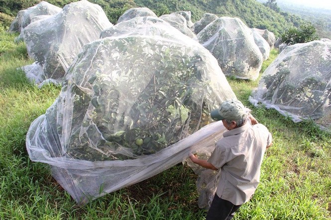 Chuyện lạ: Vườn cây chục tỷ đồng được mắc màn bảo vệ giữa rừng sâu - ảnh 2