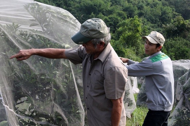 Chuyện lạ: Vườn cây chục tỷ đồng được mắc màn bảo vệ giữa rừng sâu - ảnh 6
