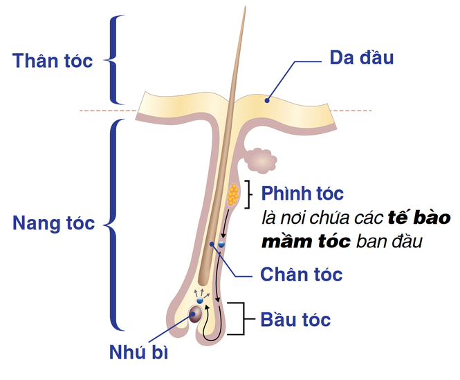 Tế bào mầm tóc: Đột phá mới trong điều trị rụng tóc, hói đầu - ảnh 1