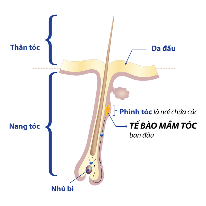 Hiểu về tế bào mầm tóc để trị rụng tóc, hói đầu đúng cách - ảnh 1