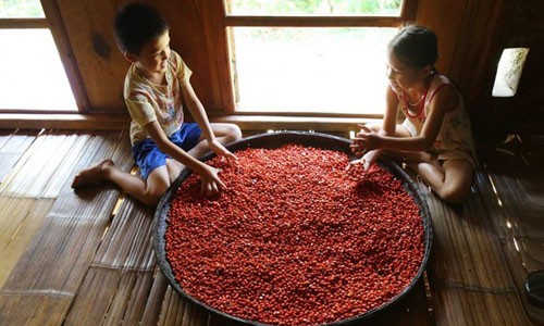'Thủ phủ' trồng đặc sản dổi đổi vàng 9999 xứ Mường vào mùa thu hoạch - ảnh 1
