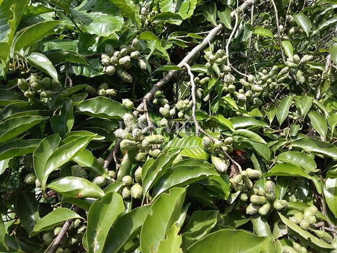 'Thủ phủ' trồng đặc sản dổi đổi vàng 9999 xứ Mường vào mùa thu hoạch - ảnh 2